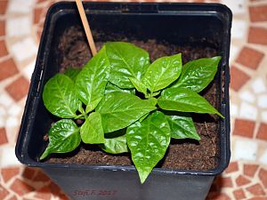 Carolina Reaper