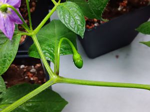 Aji Largo Fruchtansatz