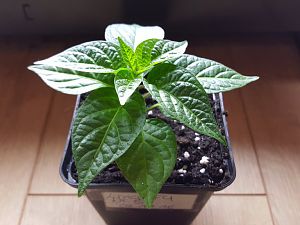 Golden Limon F4 Nr.5