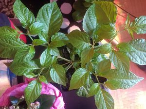 Bhut oder 7Pot