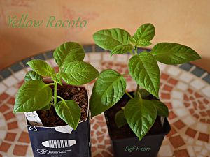 Yellow Rocoto, 17.02.