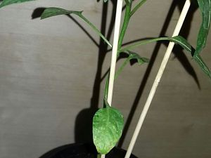 Early Jalapeno Nr.1