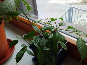 Aji Largo 4.3.