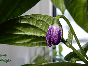 07032017_Flower_Rocoto_Montufar