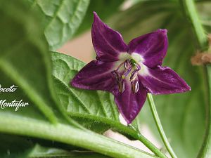 08032017_Flower_Rocoto_Montufar