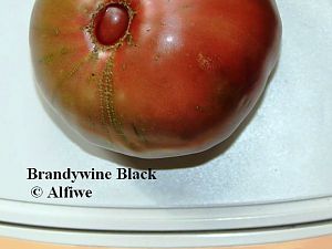 Brandywine Black 2-d