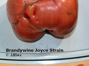 Brandywine Joyce Strain 2-d
