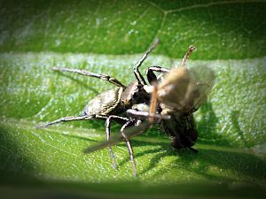 Sonnenspringspinne Mit Beute