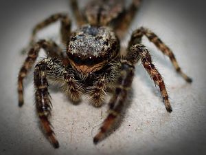 Springspinne (3)