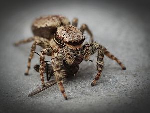 Springspinne