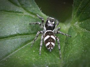 Zebra Springspinne (1)