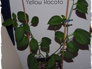 Yellow Rocoto 1003