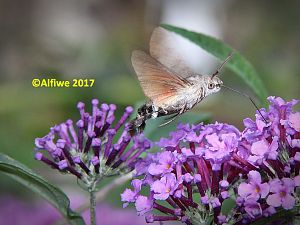 Taubenschwänzchen A (1)