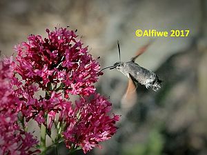 Taubenschwänzchen A (2)