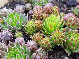 Sempervivum