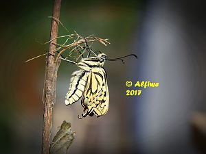 SW Frisch Geschlüpft (3)