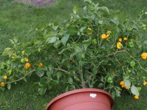 Trinidad_Scorpion_Yellow_unten