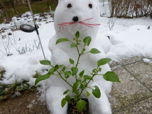 Osterhase mit Chili