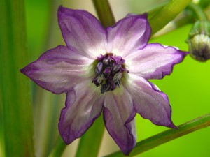 Blüte Jalapeno Purple