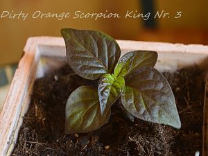 Dirty Orange Scorpion King Nr. 3