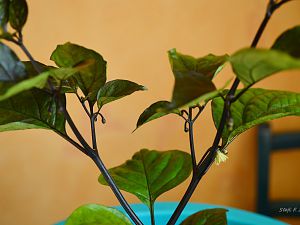 Black Bhut Knospen