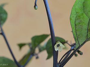 Black Bhut Blüte