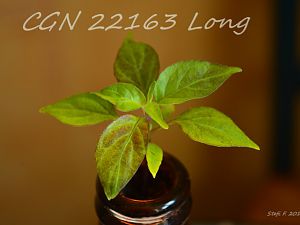 CGN 22163 Long, 09.04.