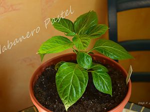 Habanero Pastel, 09.04.