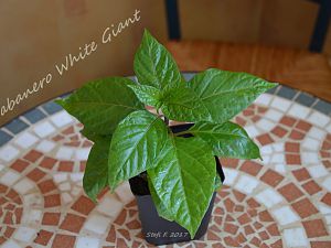 Habanero White Giant, 09.04.