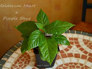 Maldavian Heart X Purple Bhut, 09.04.