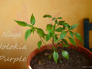 Naga Jolokia Purple, 09.04.