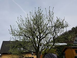 Zwetschgenbaum