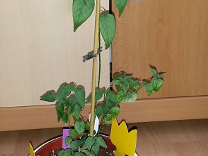 20170414_105651 (1)