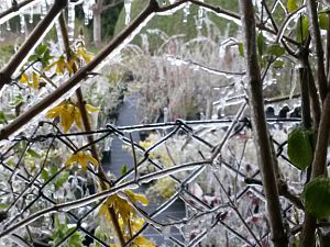 Nachbars Garten (Baumschule) nach nächtlicher Bewässerung+Frost