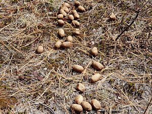 Moose Poop