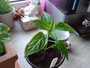 jalapeno 29.04