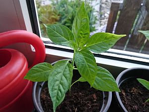 cayenne 29.04.