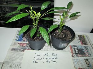 Thai Chili Rot