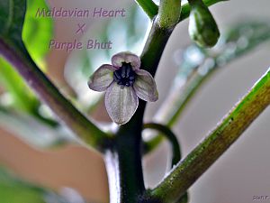 Maldavian Heart x Purple Bhut