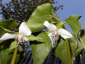 Nodding Trillium