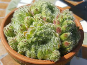 Sempervivum "Grün-haarig"