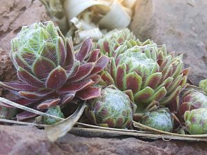 Sempervivum "Rotgrün-haarig"