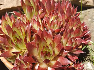 Sempervivum "Hellrot"