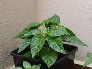 Habanero