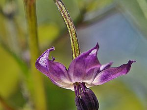 Naga Jolokia Purple