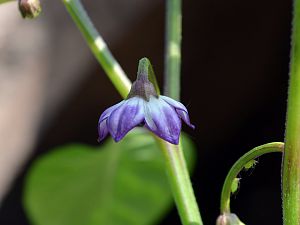 Purple Ufo