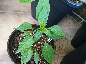 Cayenne - Mutant