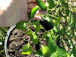 Jalapeno_m_01_002