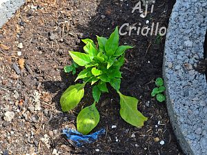 Aji Criollo, 30.05.