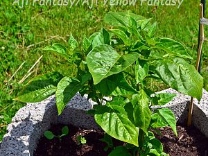 Aji Fantasy/Aji White Fantasy